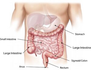 human intestines