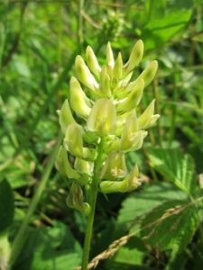 wild astragalus herb