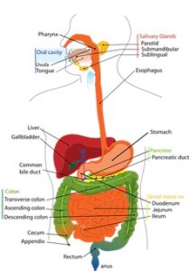 digestive system