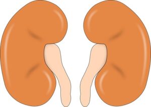 human kidneys
