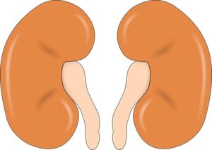 human kidneys