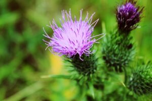 wild milk thistle plant