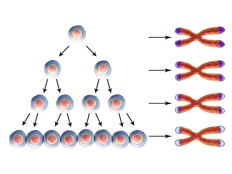 telomere strands