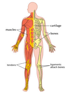 The curcumins in turmeric are a powerful anti inflammatory