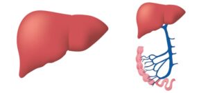 diagram of a human liver