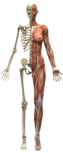 human muscles and bones