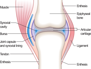 knee bone and joints