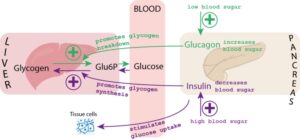 blood glucose diagram