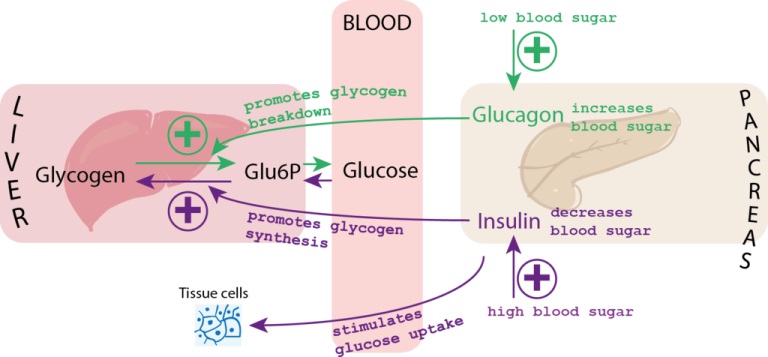 blood glucose diagram