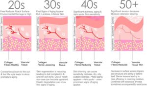 skin aging process