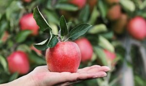 apple in a hand