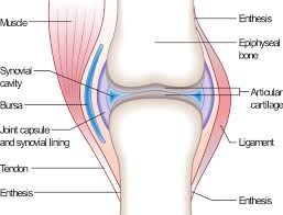 diagram of a knee joint