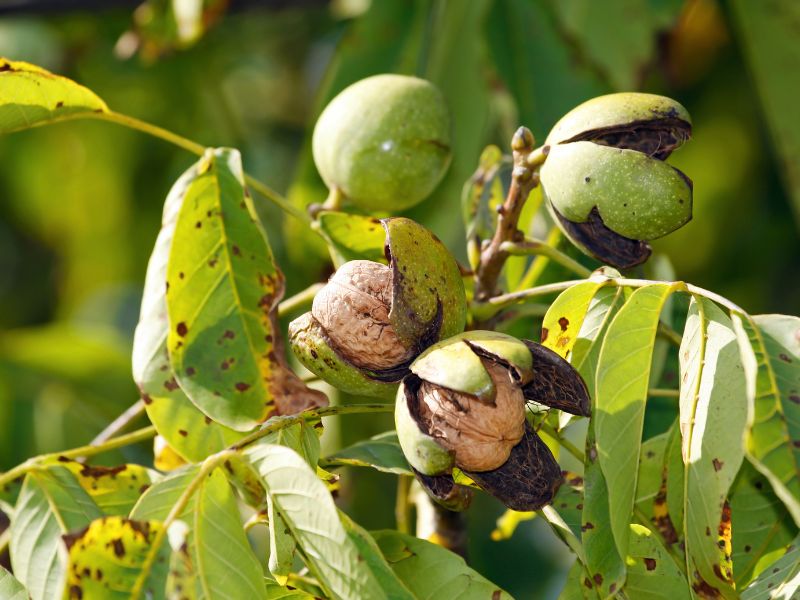 walnut tree