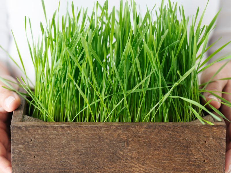 fresh wheatgrass