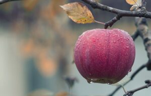 red apple hanging from tree