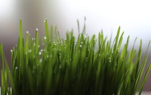 fresh wheatgrass