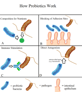 diagram of how probiotics work