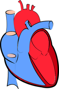 human heart and valves