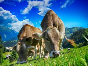 cows chewing the cud