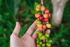 raw green coffee beans