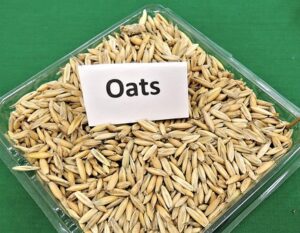 raw oats